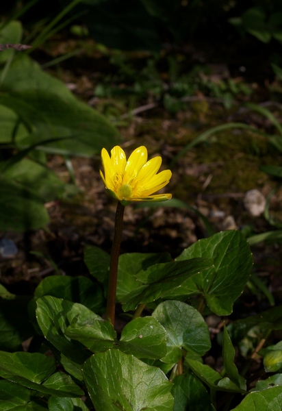 Ranunculus ficaria